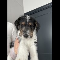Smooth Fox Terrier - Both