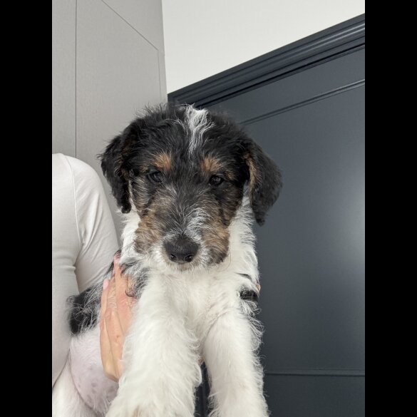 Smooth Fox Terrier - Both