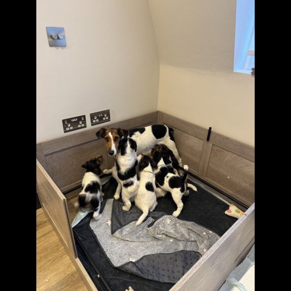 Smooth Fox Terrier - Both