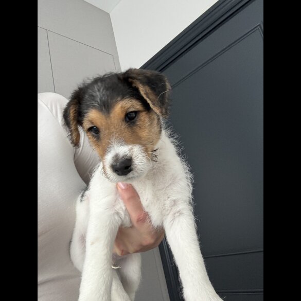 Smooth Fox Terrier - Both