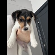 Smooth Fox Terrier - Both