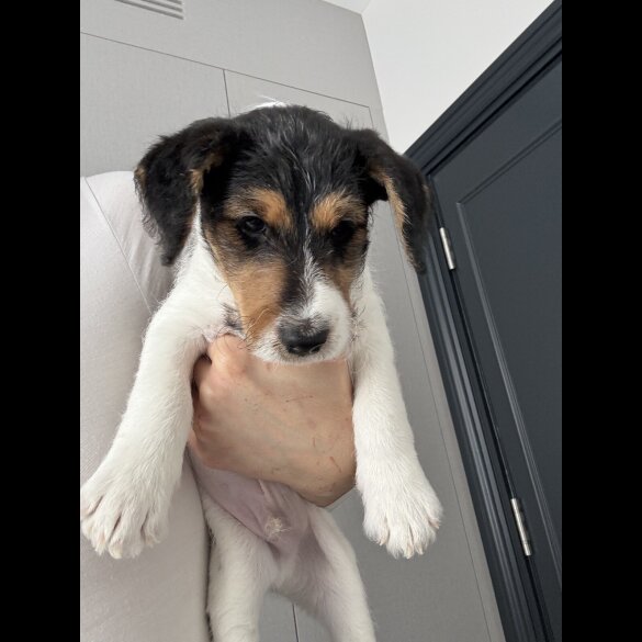 Smooth Fox Terrier - Both