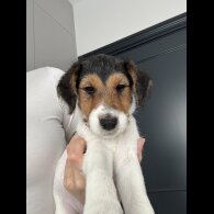 Smooth Fox Terrier - Both