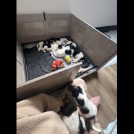 Smooth Fox Terrier - Both