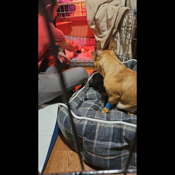 French Bulldog - Bitches