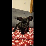 French Bulldog - Bitches