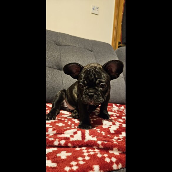 French Bulldog - Bitches