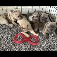 French Bulldog - Both