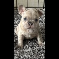 French Bulldog - Both