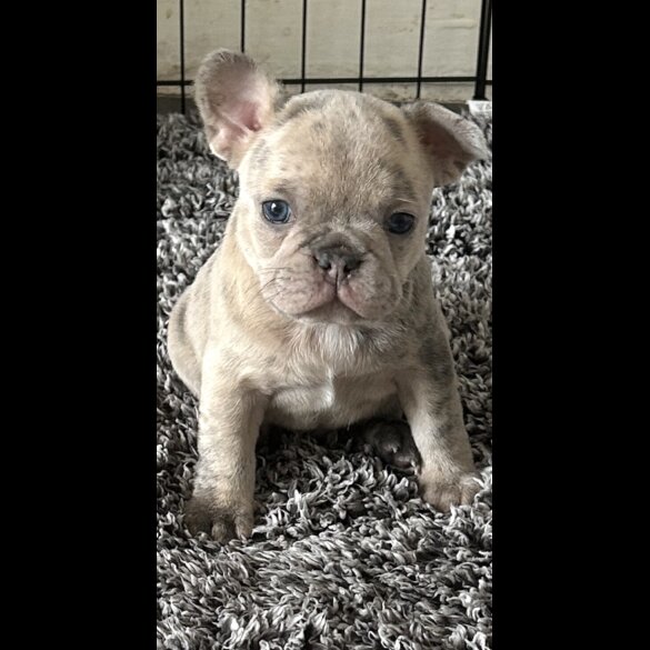 French Bulldog - Both
