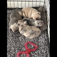 French Bulldog - Both