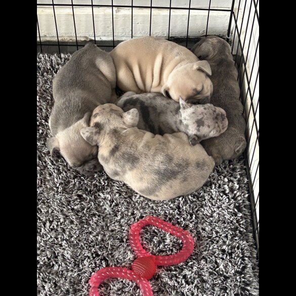 French Bulldog - Both
