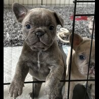 French Bulldog - Both