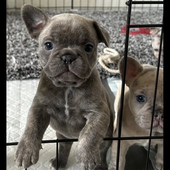 French Bulldog - Both