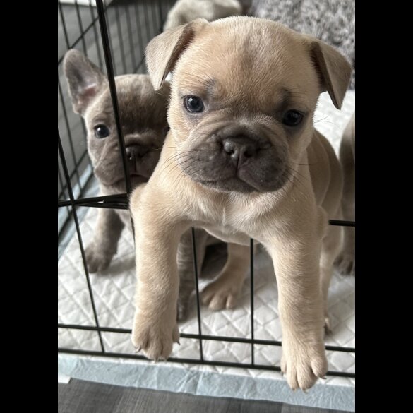 French Bulldog - Both