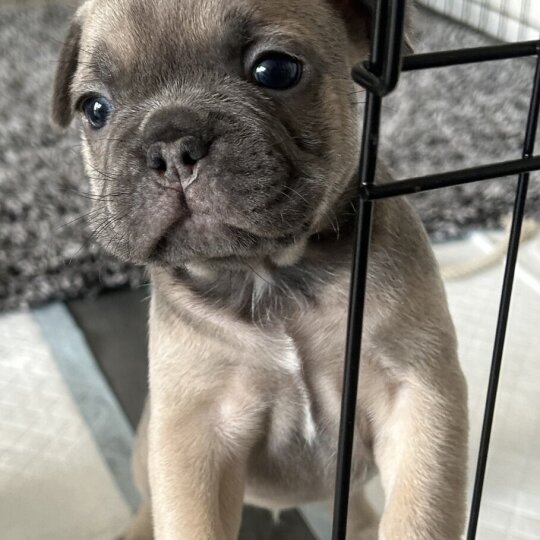 French Bulldog - Both