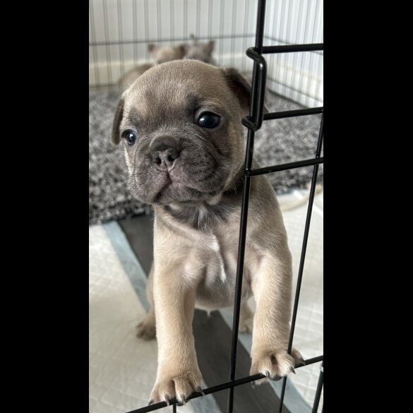 French Bulldog - Both