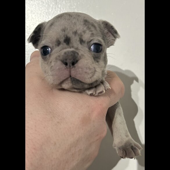 French Bulldog - Both