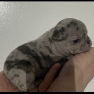 French Bulldog - Both