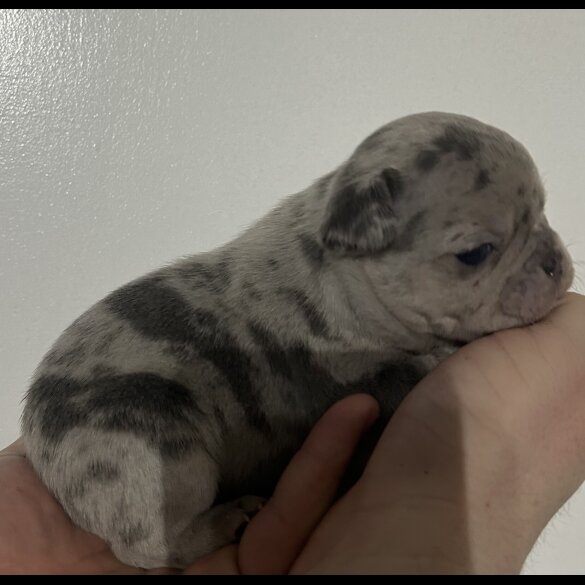 French Bulldog - Both