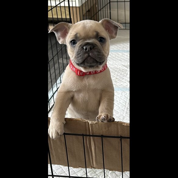 French Bulldog - Both