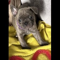 French Bulldog - Both