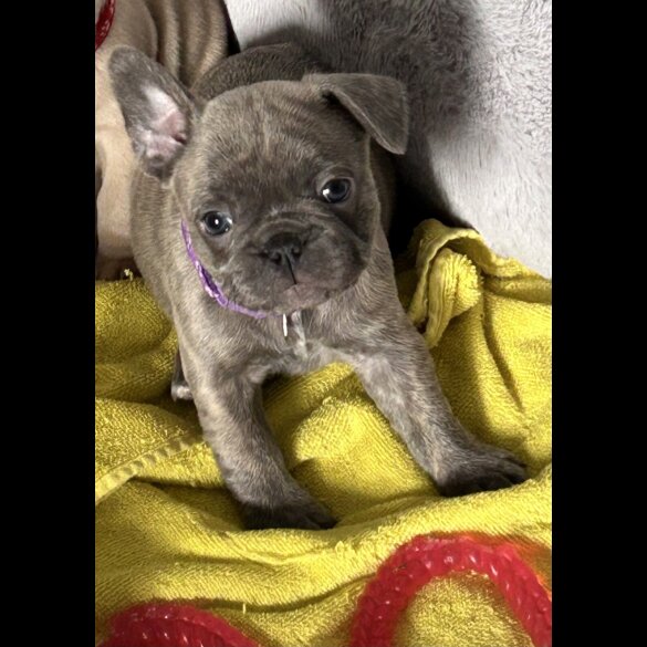 French Bulldog - Both
