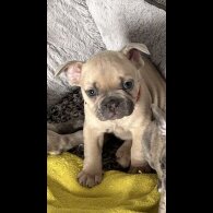 French Bulldog - Both