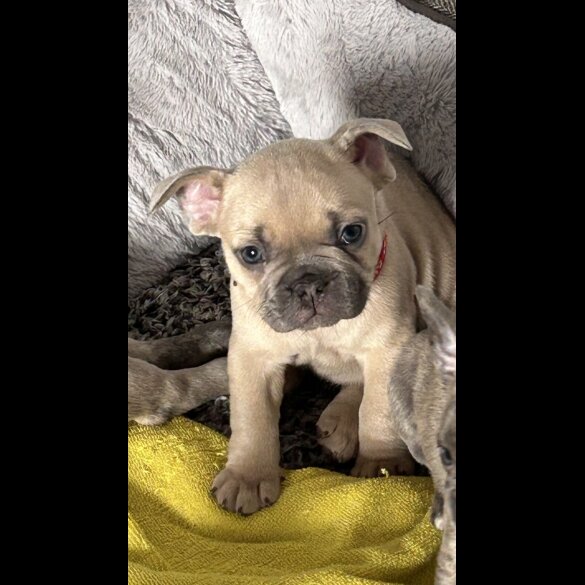 French Bulldog - Both