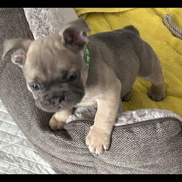 French Bulldog - Both