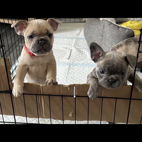 French Bulldog - Both