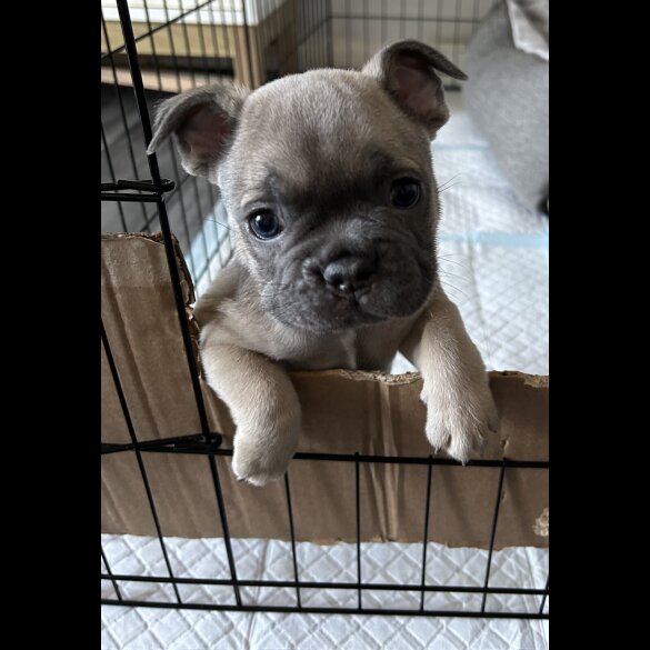 French Bulldog - Both