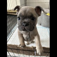 French Bulldog - Both