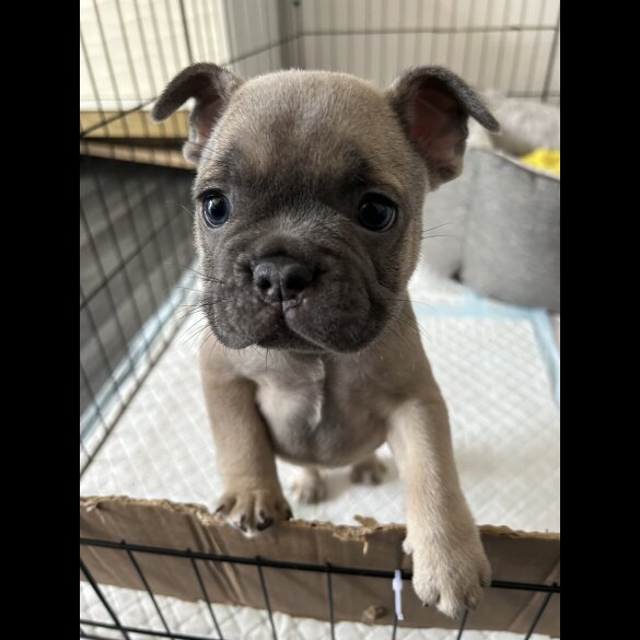 French Bulldog - Both