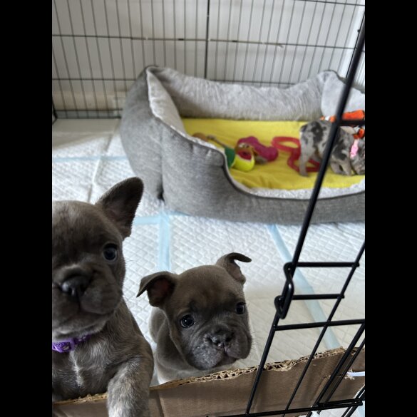 French Bulldog - Both