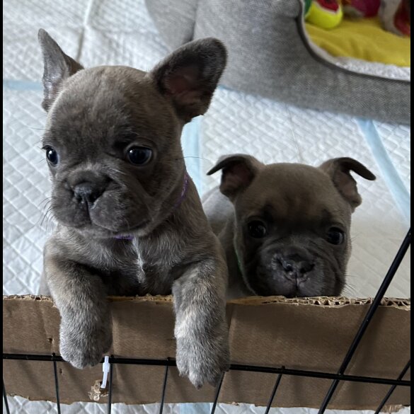 French Bulldog - Both