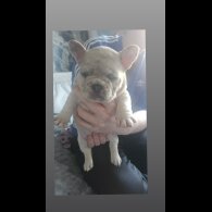 French Bulldog - Both
