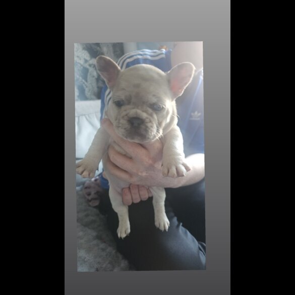 French Bulldog - Both