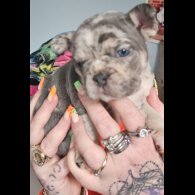 French Bulldog - Both