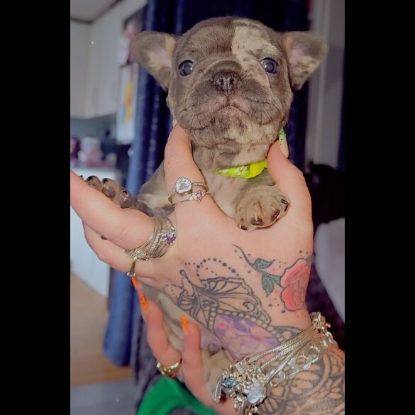 French Bulldog - Both