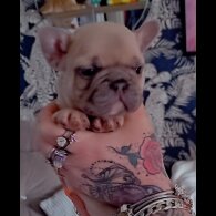 French Bulldog - Both