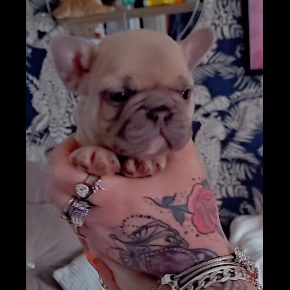 French Bulldog - Both