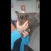 French Bulldog - Both