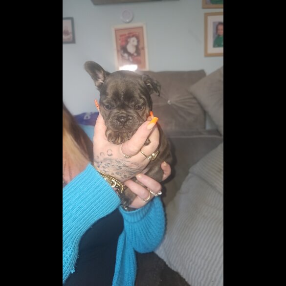 French Bulldog - Both