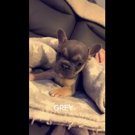 French Bulldog - Dogs
