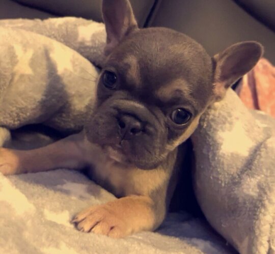 French Bulldog
