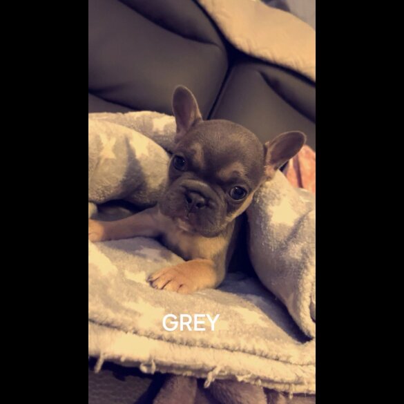 French Bulldog - Dogs
