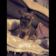 French Bulldog - Dogs