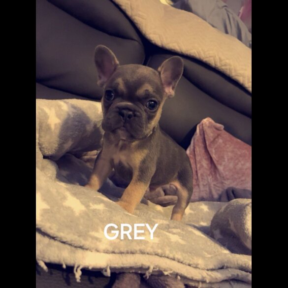 French Bulldog - Dogs