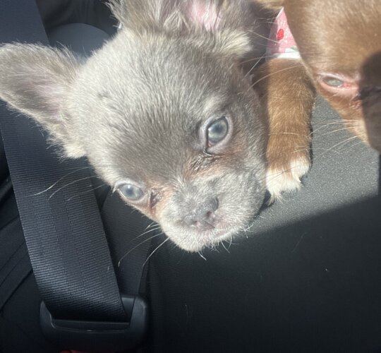 French Bulldog